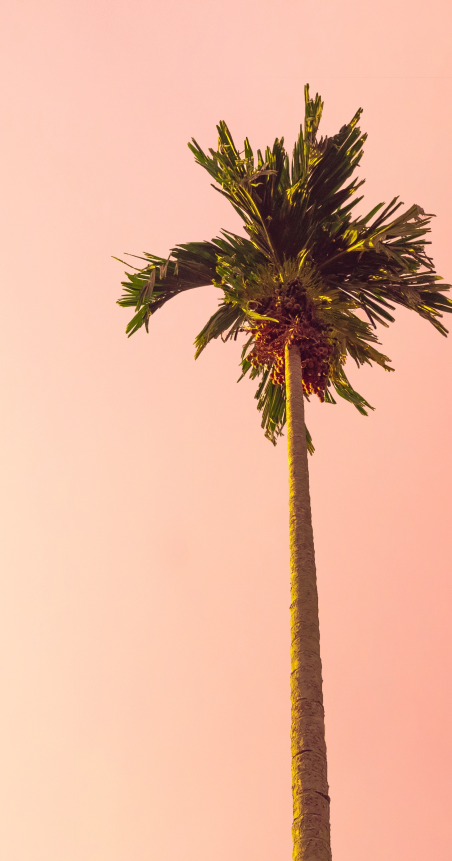 Palm Tree